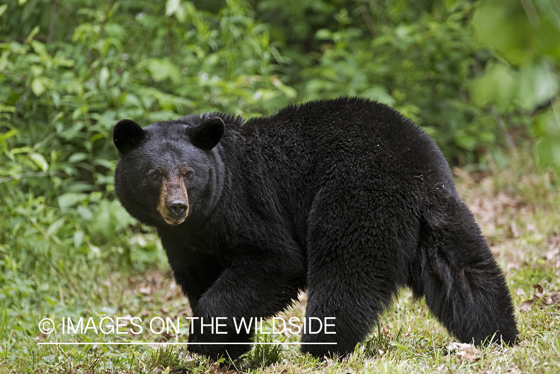 Black Bear in habitat. 