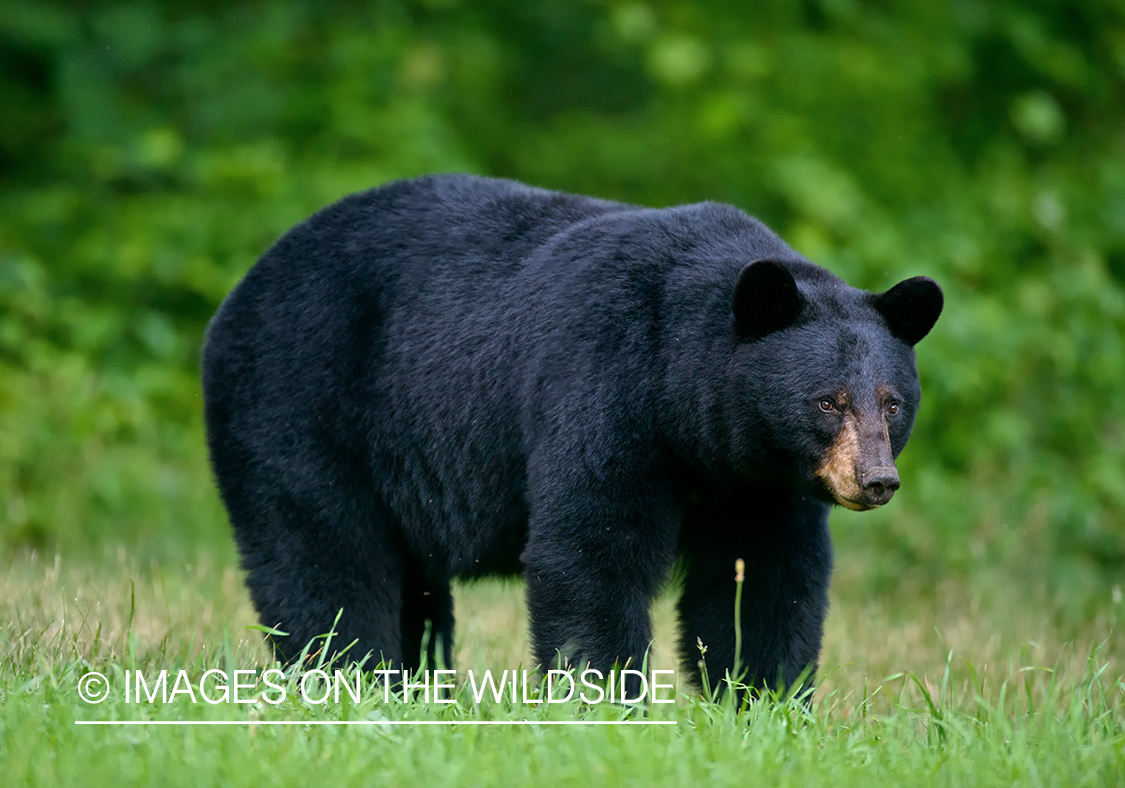 Black Bear in habitat.