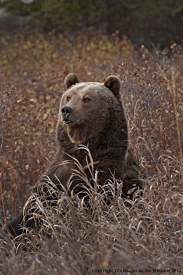 Grizzly Bear in habitat.