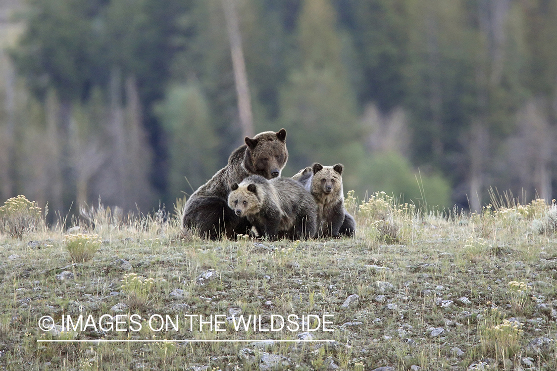 Grizzly Bear sow with cubs in habitat.