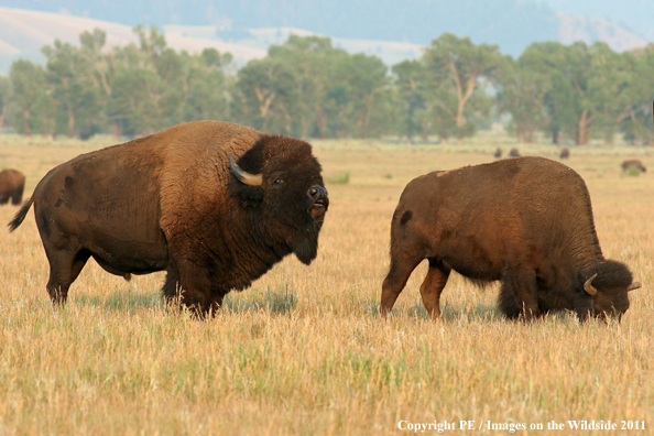 Bison in habitat. 