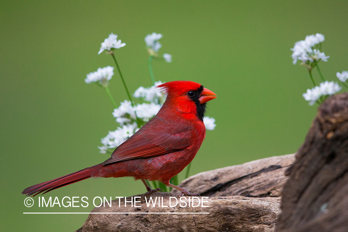 Northern cardinal in habitat.