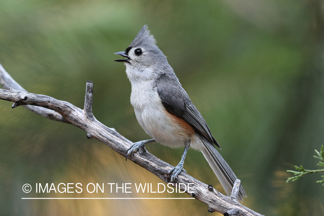 Tufted titmouse in habitat.