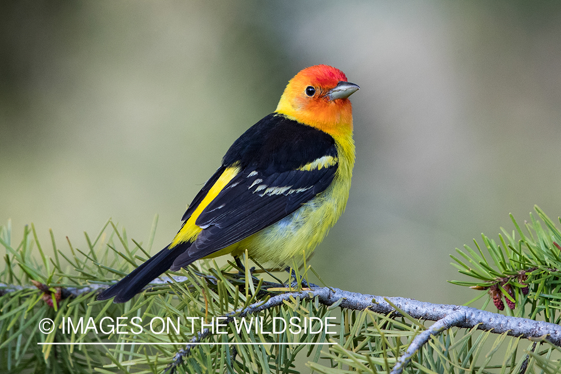 Western Tanager on branch.