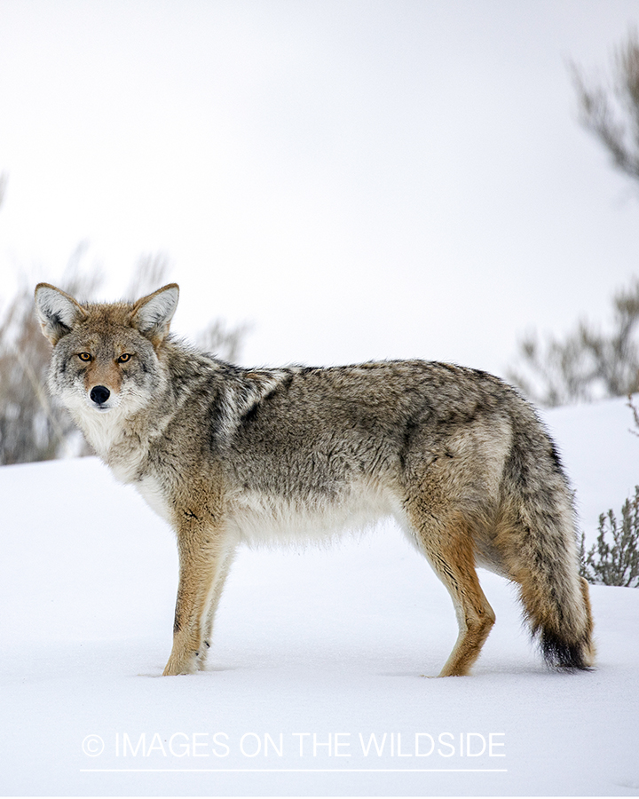 Coyote in snowy habitat.