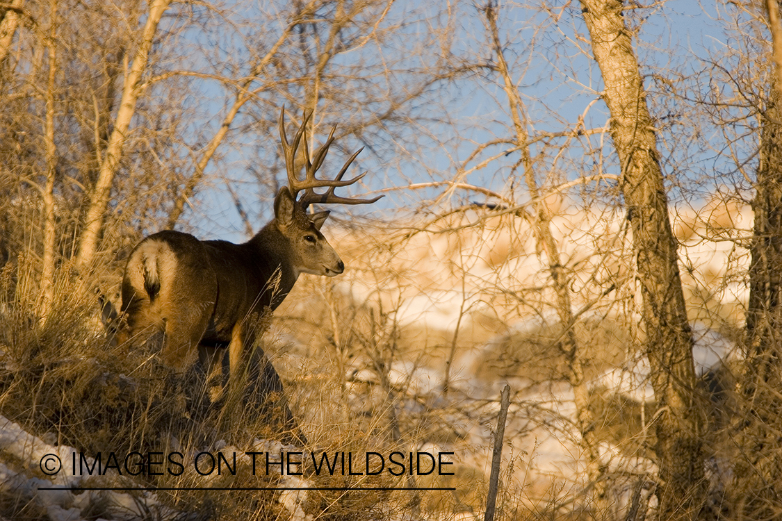 Mule deer in habitat.