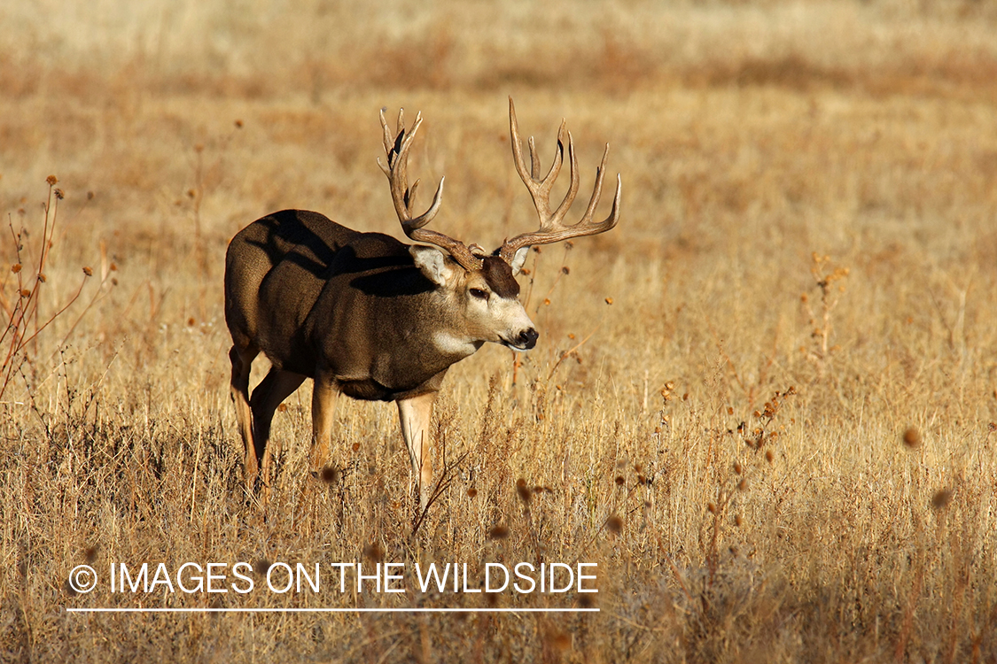 Mule deer in habitat. 