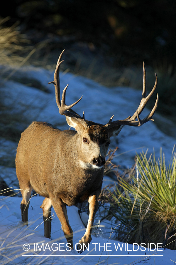 Mule deer buck in habitat. 