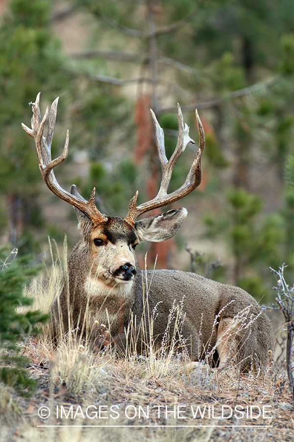 Mule Deer buck in habitat.