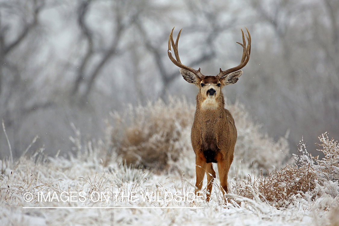 Mule deer buck in snow.