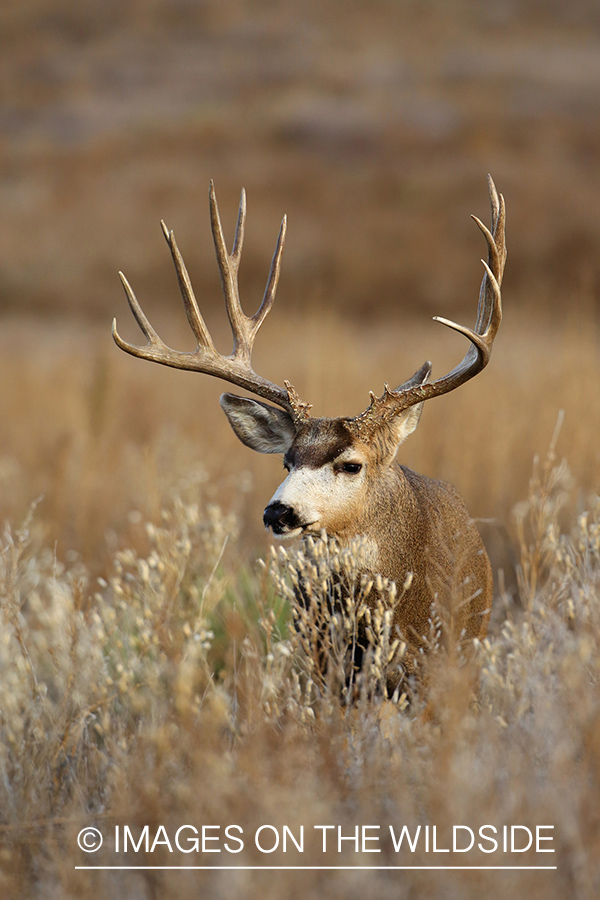 Mule deer buck in habitat. 