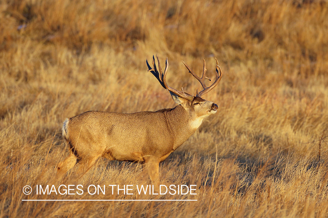 Mule deer buck doing lip curl.