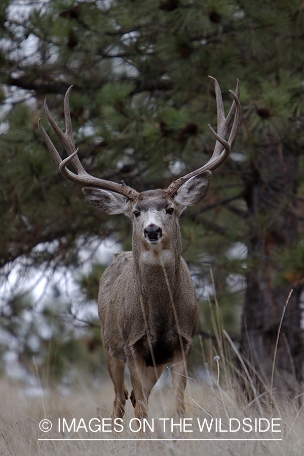 Mule deer buck in field.