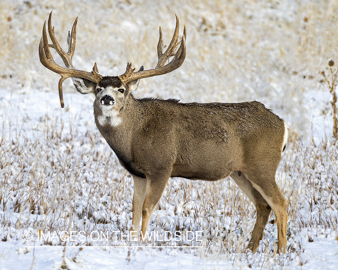 Mule deer buck in winter field.