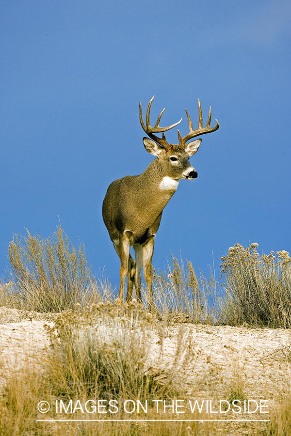 White-tailed buck.