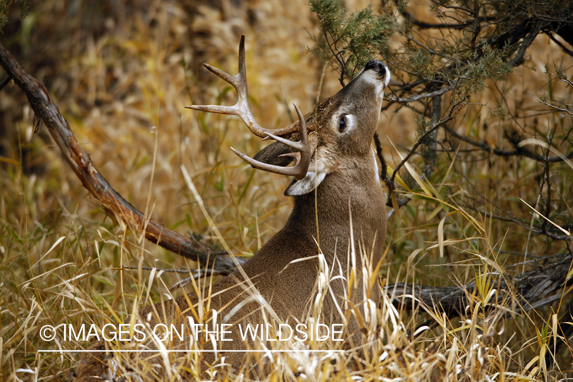 Whitetail Buck in Rut