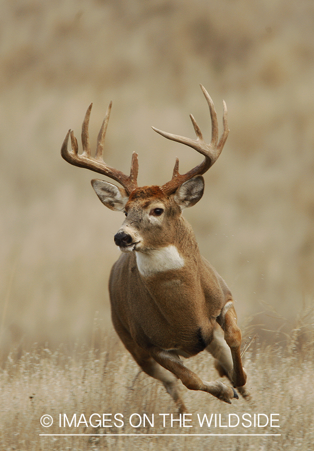 Whitetail Buck