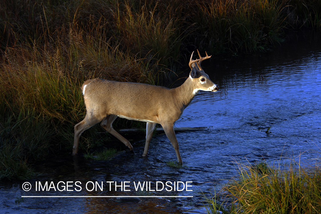 Whitetail buck in habitat