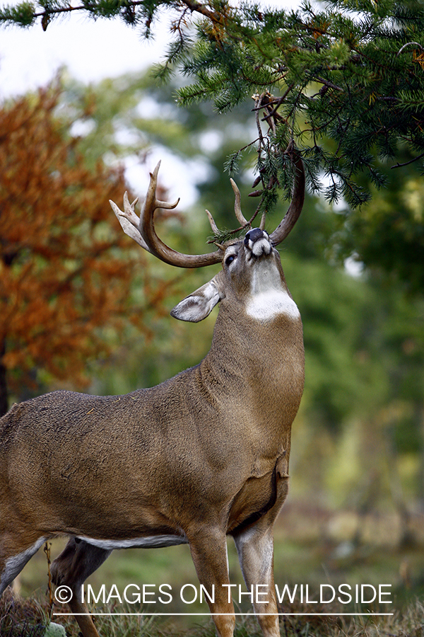 Whitetail buck rubbing antlers in tree.