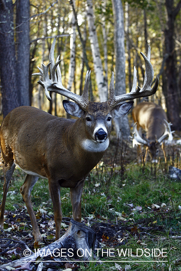 Whitetail bucks in habitat