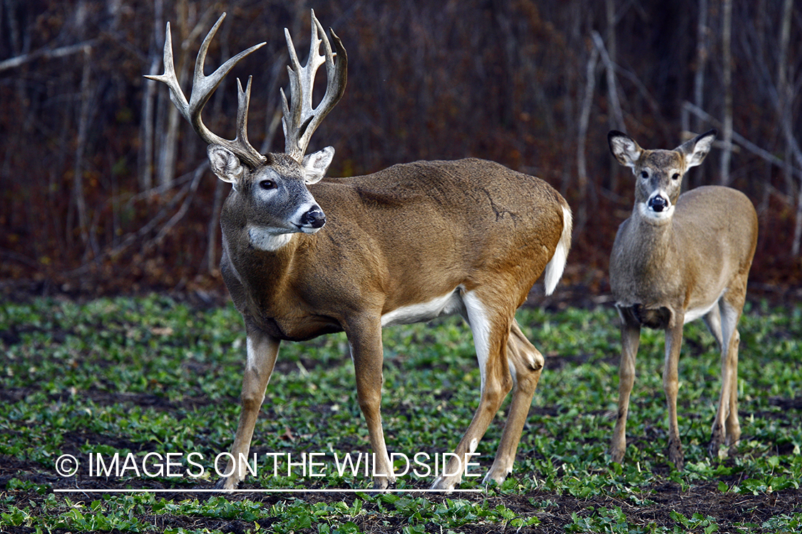 Whitetail buck and doe in habitat