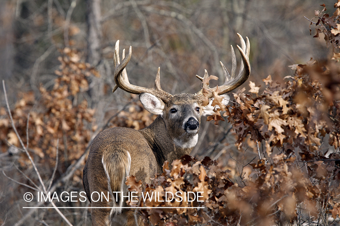 Whitetail buck in habitat.