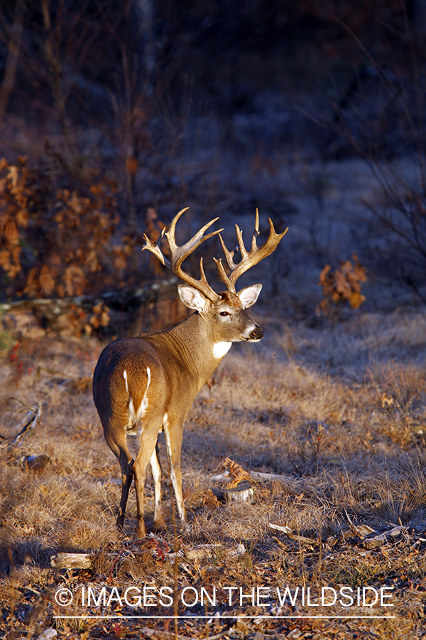 Whitetail buck in habitat.