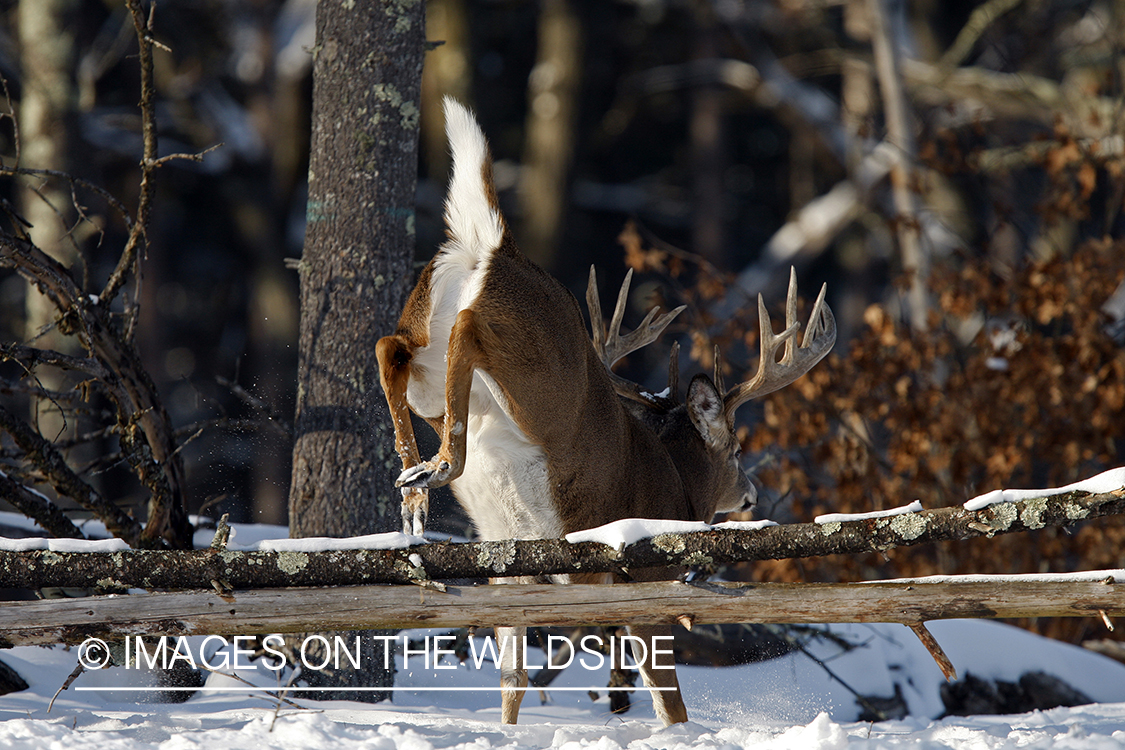 White-tailed buck in habitat.