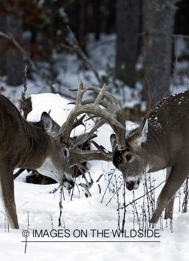 White-tailed buck in habitat.