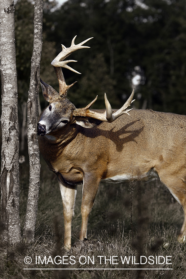 Whitetail buck rubbing antlers on tree. (Original image # 00271-038.65D)