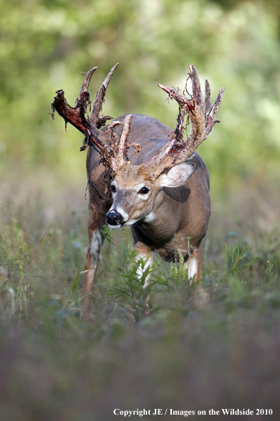 White-tailed buck in habitat in the velvet