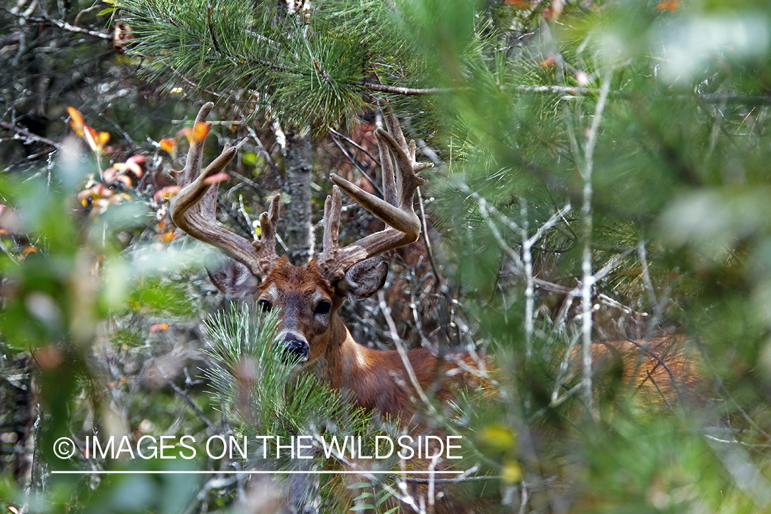 White-tailed buck in velvet 