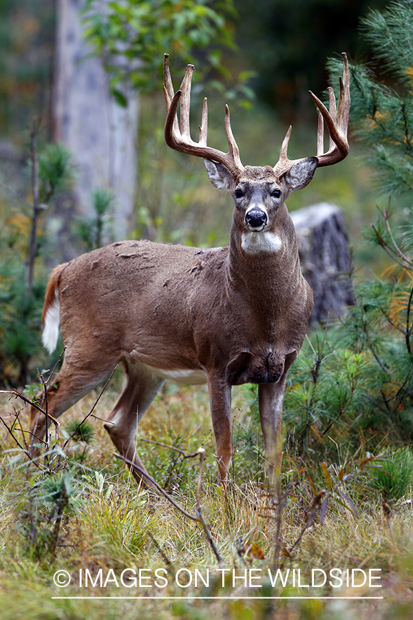 White-tailed buck in habitat. *