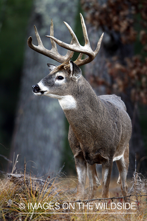 White-tailed buck in habitat. *