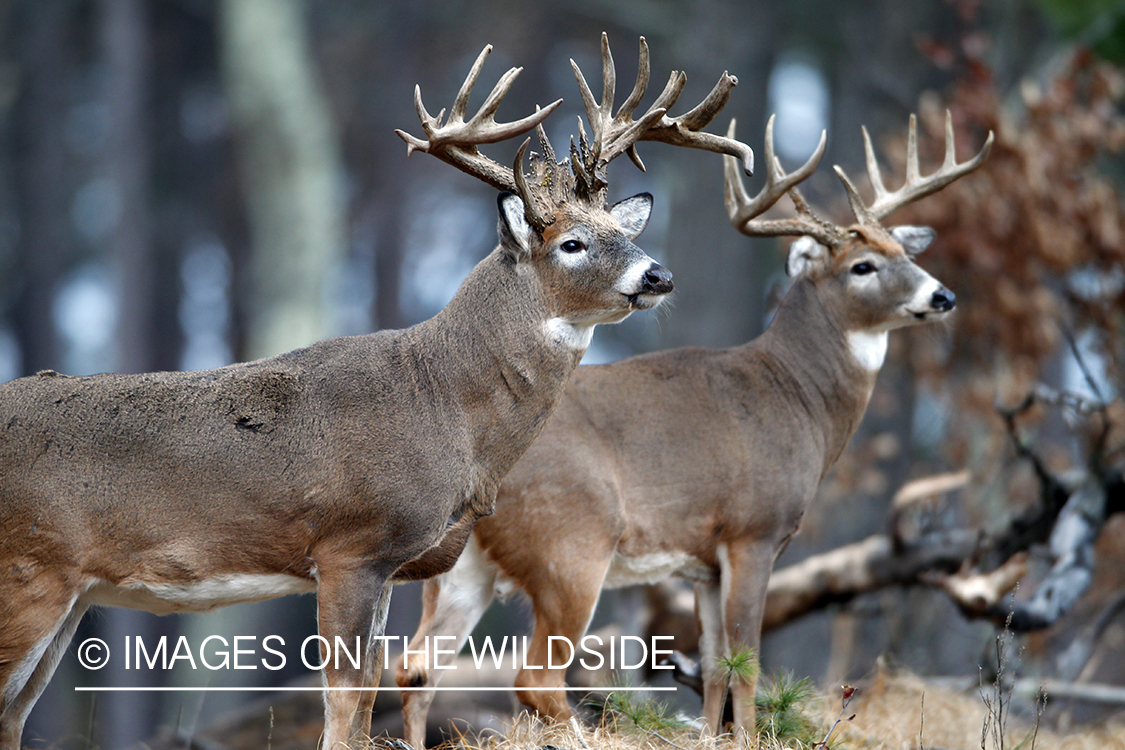 White-tailed bucks in habitat. 