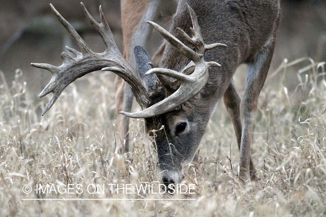 White-tailed buck in habitat. 