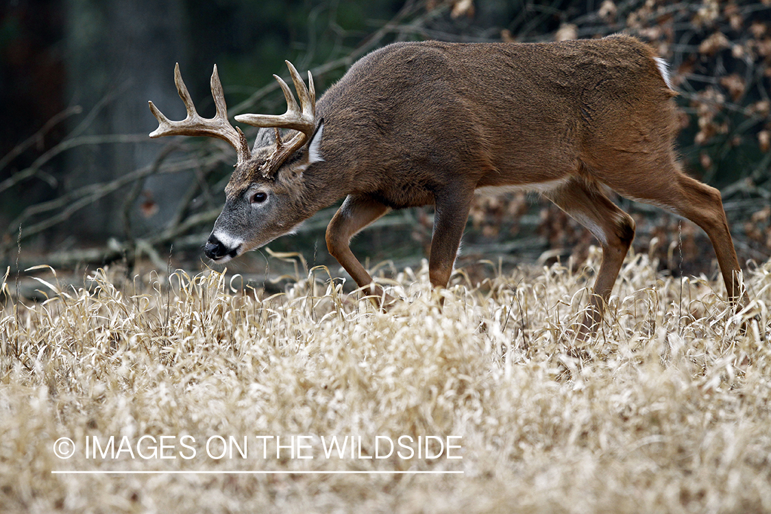 White-tailed buck in habitat. *