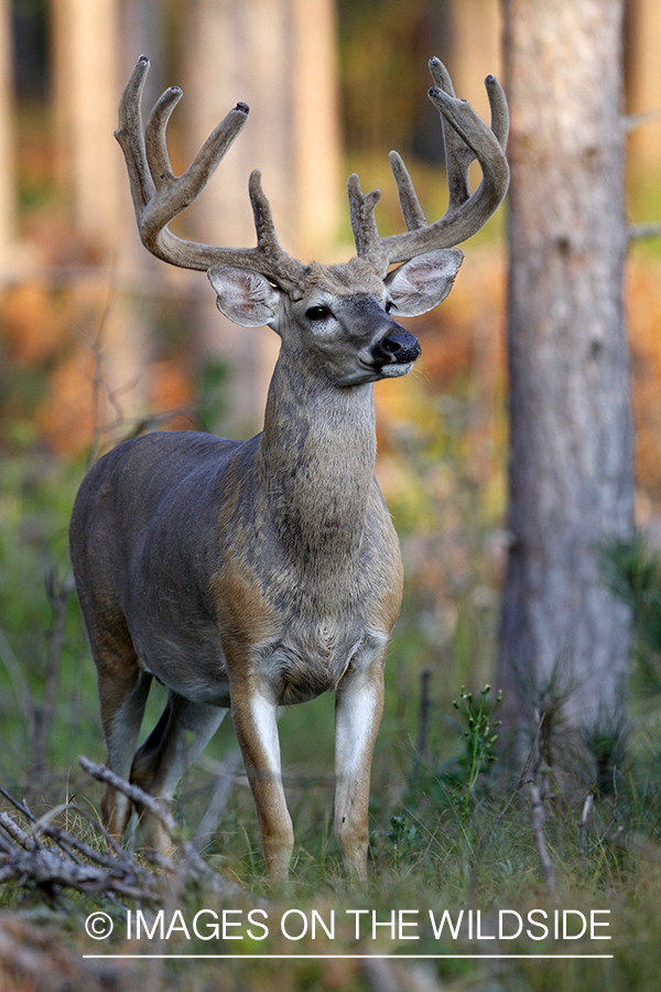 White-tailed buck in velvet.  