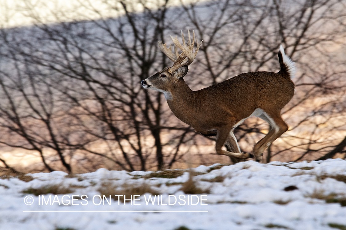 White-tailed buck running through field. 