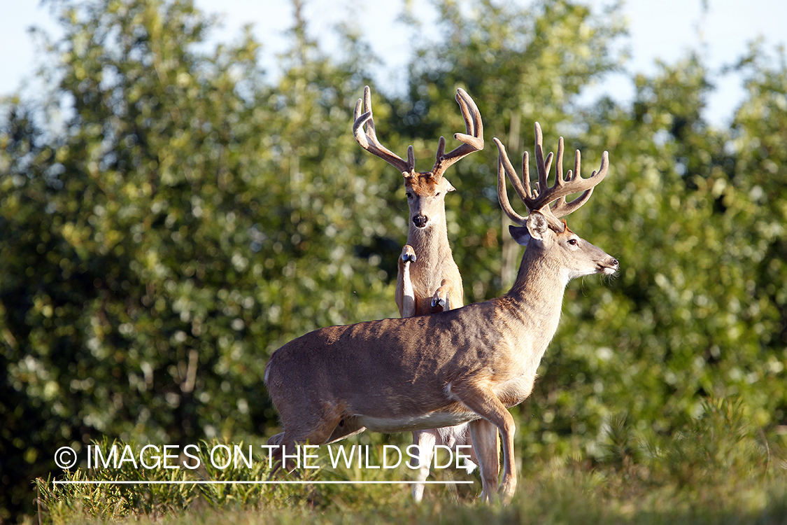 White-tailed bucks in velvet.  