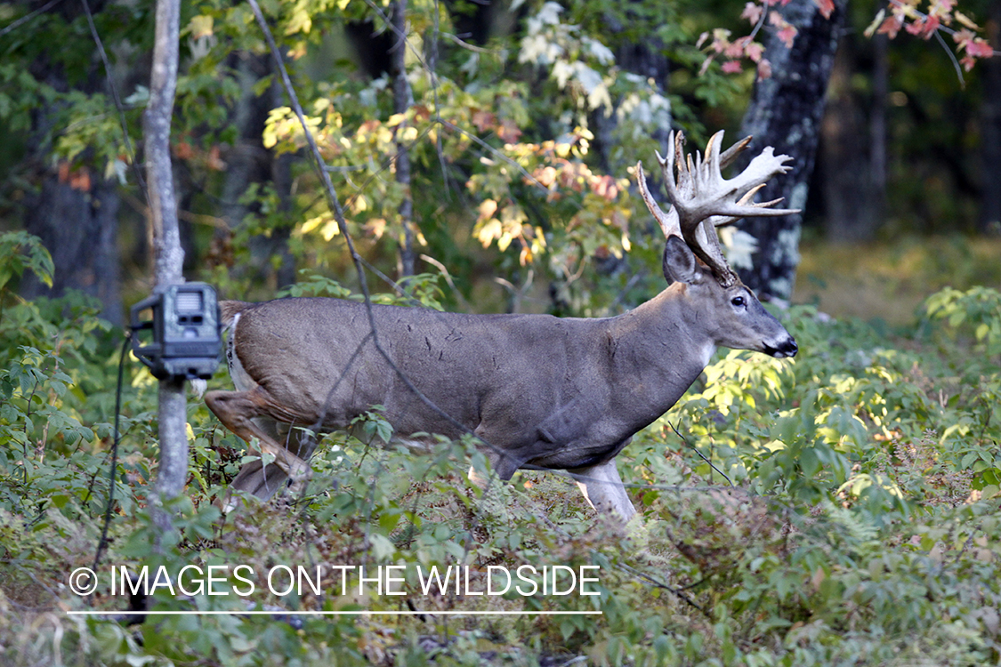 White-tailed buck walking past trail cam. 