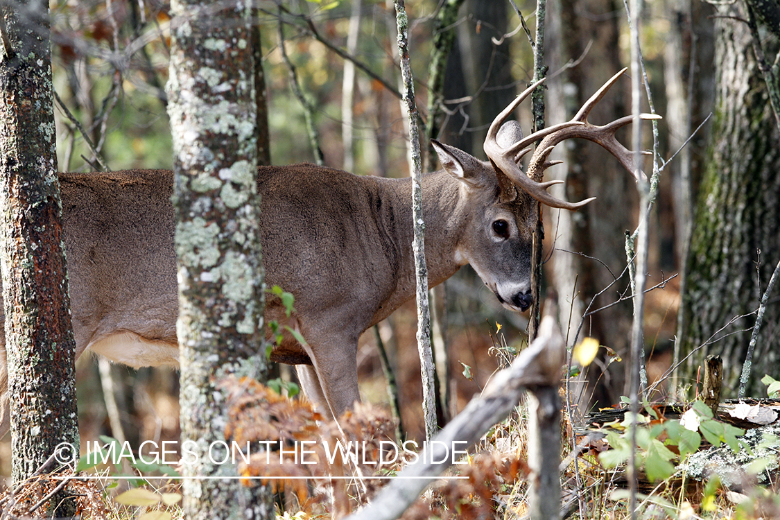 White-tailed buck rubbing branch. 