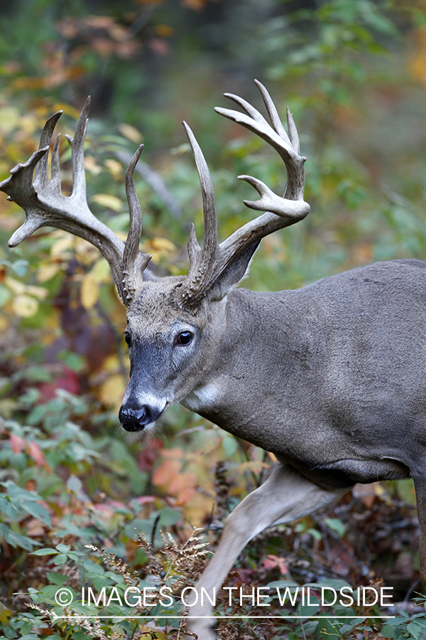 White-tailed buck in habitat. 