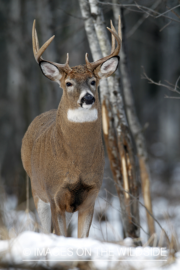 White-tailed buck in habitat.  