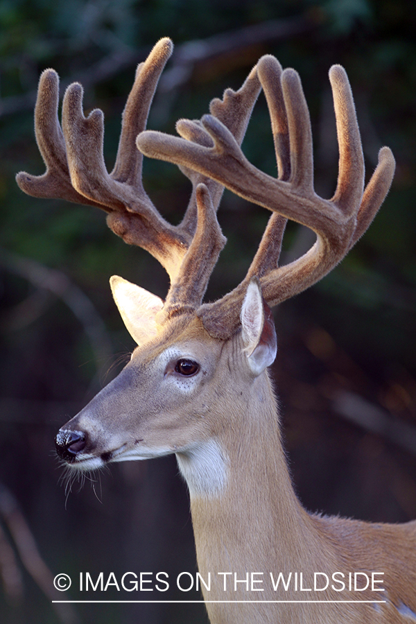 White-tailed buck in velvet.