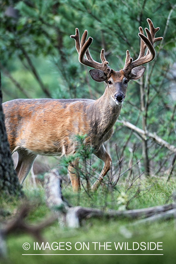 White-tailed buck in habitat.