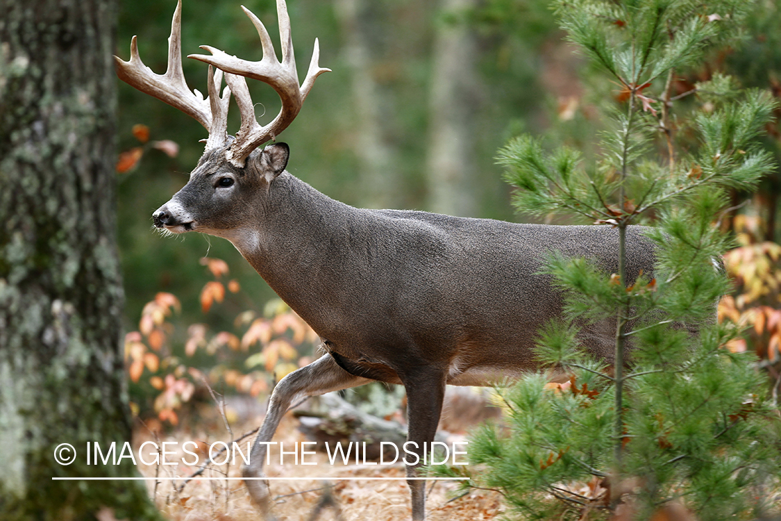 White-tailed buck in habitat.