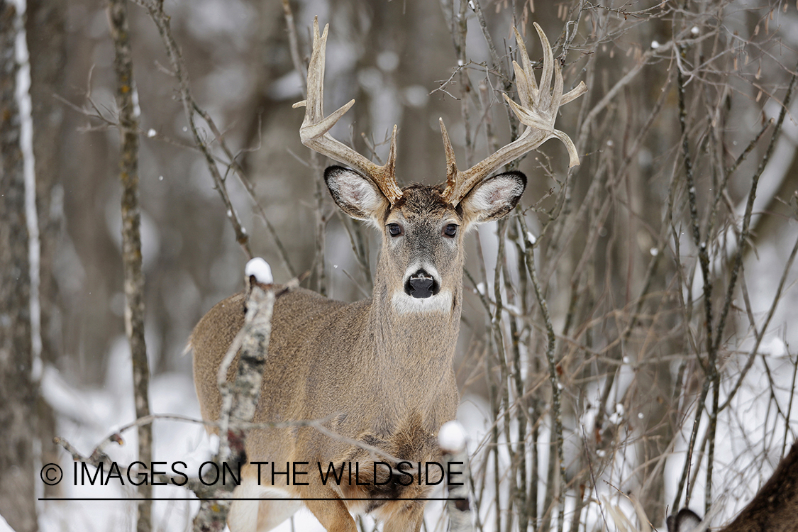 White-tailed buck in winter habitat.