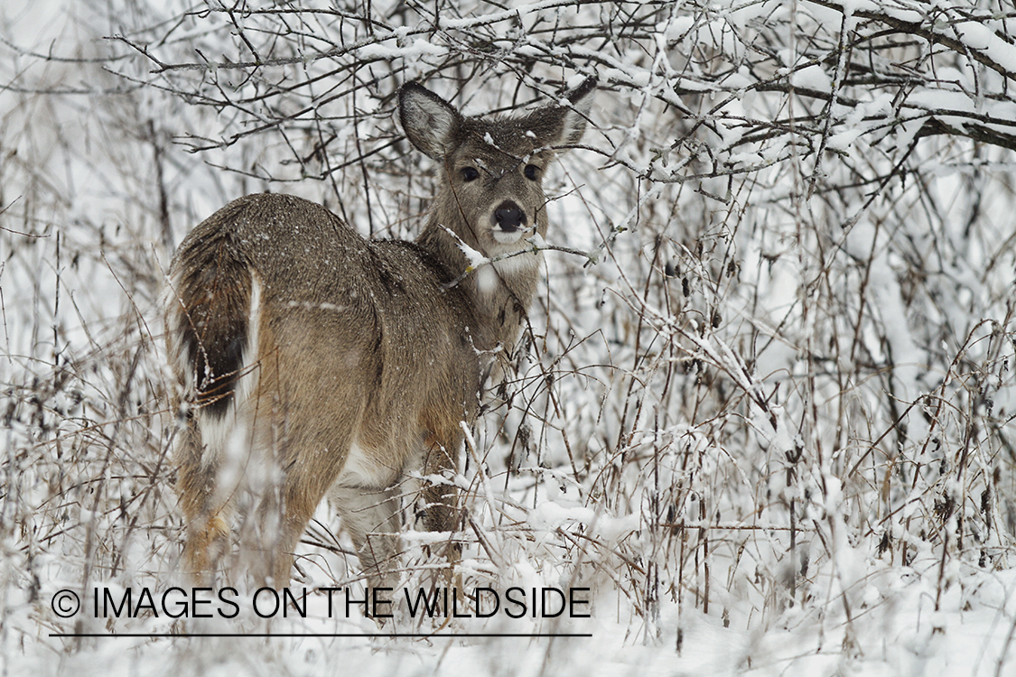 White-tailed fawn in habitat.