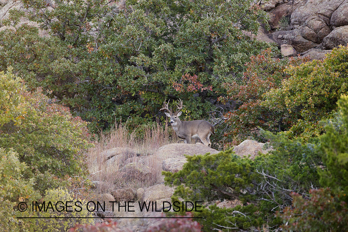 White-tailed buck in habitat.